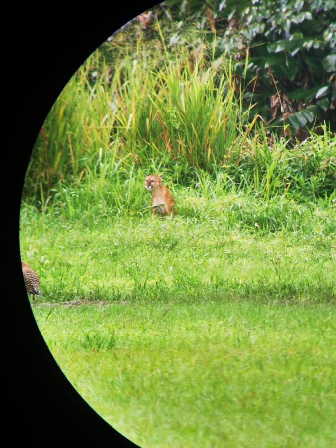 מלון Barrigones Corcovado Guide House מראה חיצוני תמונה